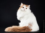 Аватара пользователя