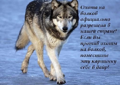 22928483_ohota_na_volkov.jpg