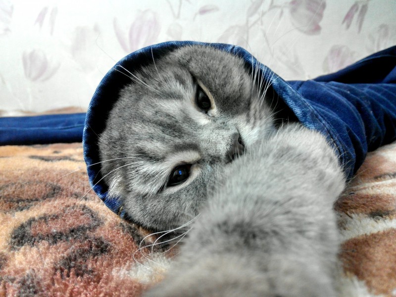 Сима 3.jpg